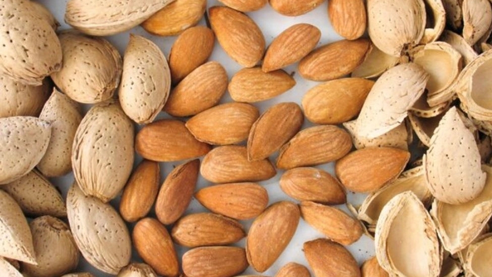Saeed Khokhbar, wholesale sale and export of Maimai tree almonds in Isfahan