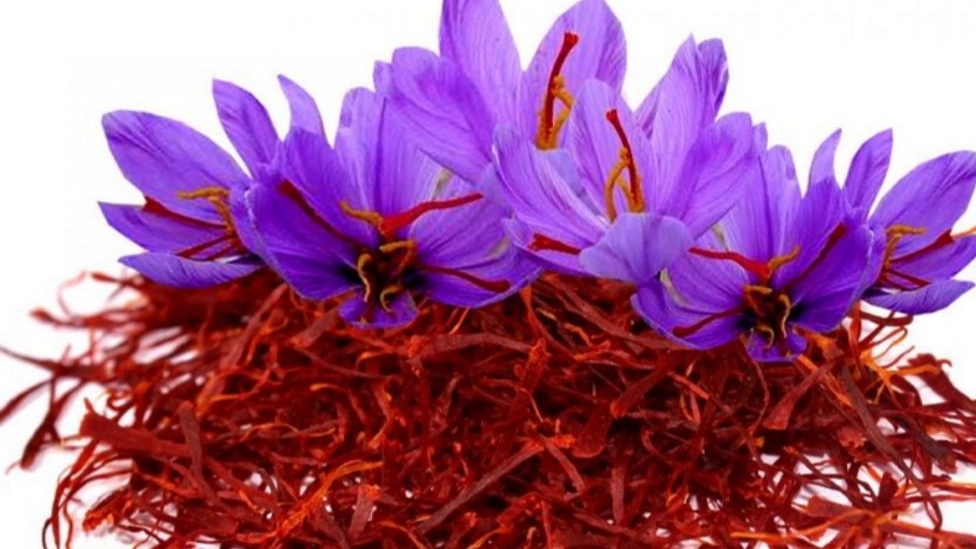 Ahmadzadeh store, production and sale of saffron in Birjand South Khorasan