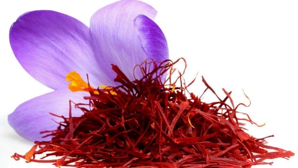 Banu store, production and sale of saffron in Torbat Heydarieh Khorasan Razavi