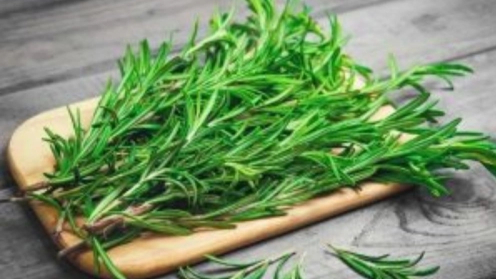 گیاهان دارویی پرکاربرد را بشناسید