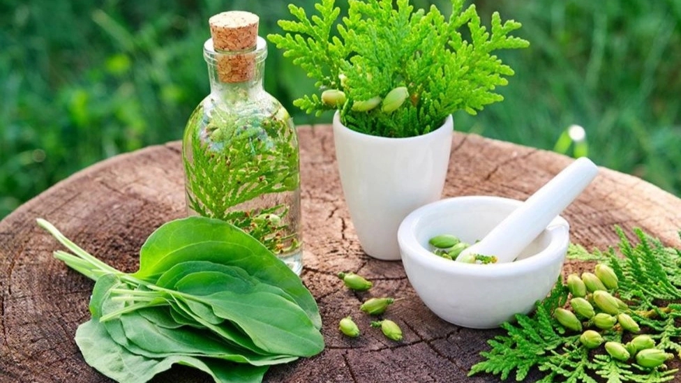 The benefits of using medicinal plants