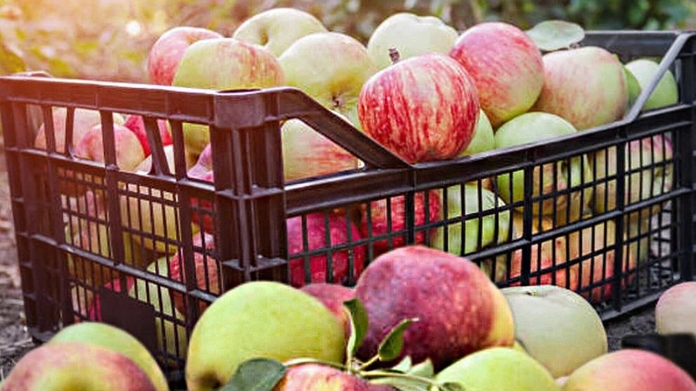 Plastic fruit basket and everything you need to know