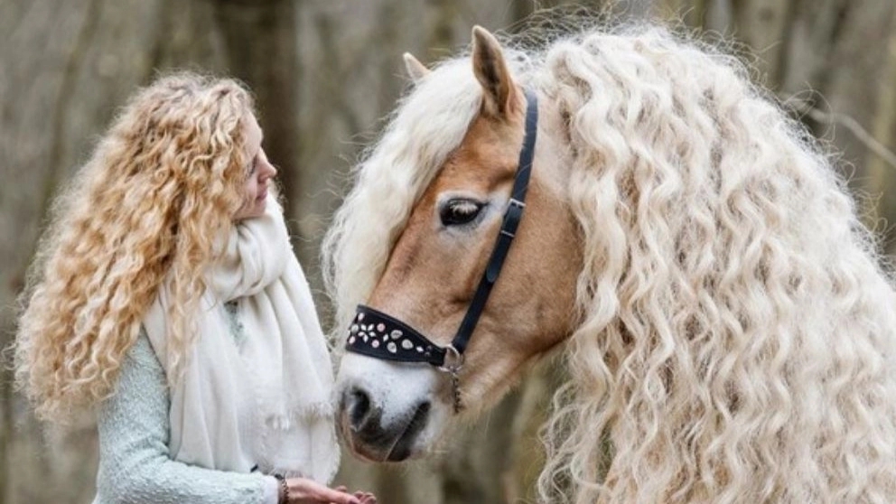 Gil Horse, horse training in Rasht Gilan