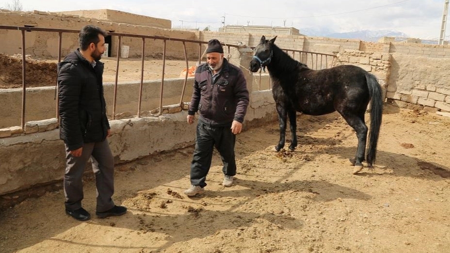 Horse breeding job