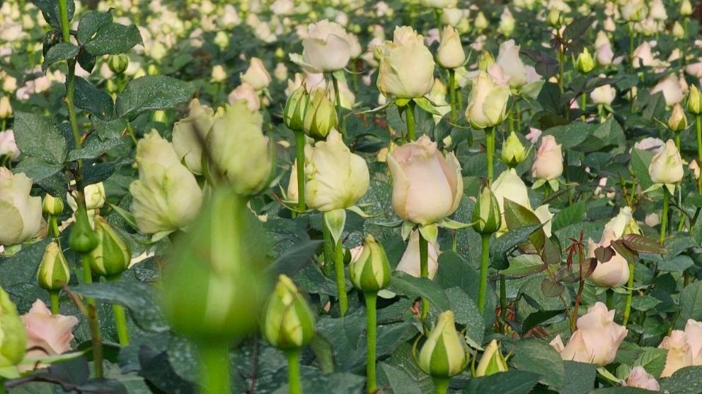 Sepidan Rose, production, distribution and sale of all kinds of roses in Shiraz