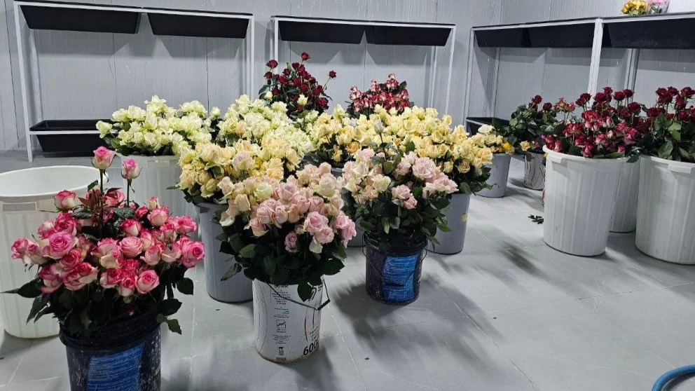 Production, distribution and sale of all kinds of roses in Sepidan Rose