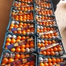 Hamta packaging industries, citrus production and selling baskets in Mazandaran