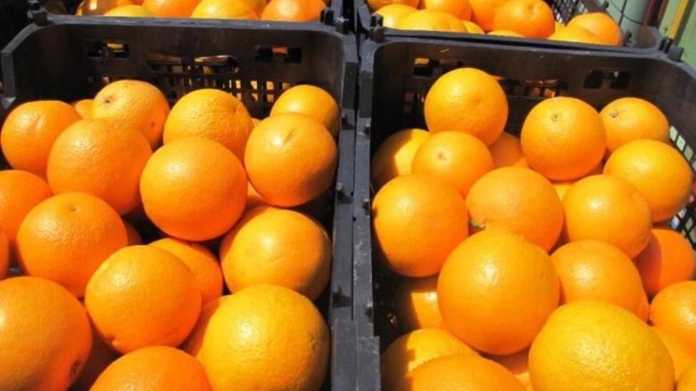 Hamta packaging industries, citrus production and selling baskets in Mazandaran