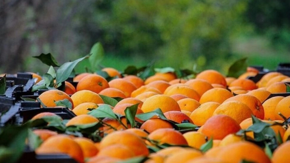 All kinds of citrus fruits