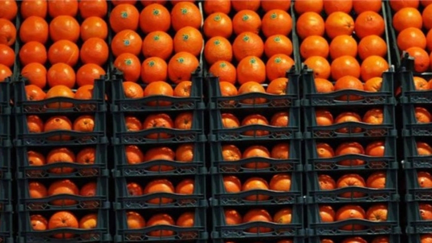 Sobhi brothers cold storage and sorting, fruit export in Urmia