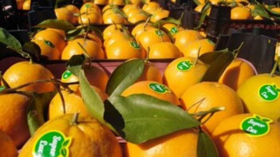 Important points of fruit export