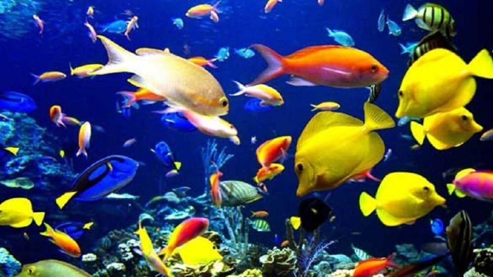 Distribution of Bulurian aquarium supplies, reproduction and breeding of ornamental fish in Sanandaj
