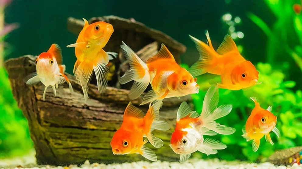 Aquarium fish maintenance tips