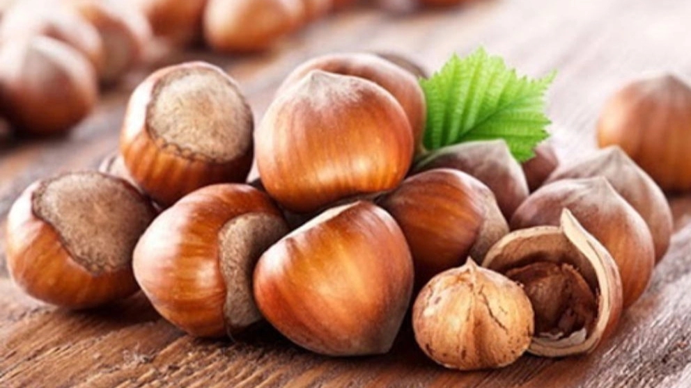 Buying and selling hazelnuts in Gilan