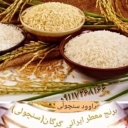 Dawood rice, sale of northern quality rice in Minodasht