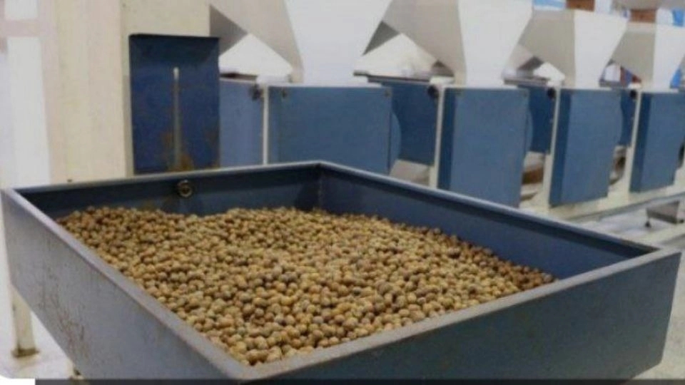 Sale of hazelnuts in Gilan