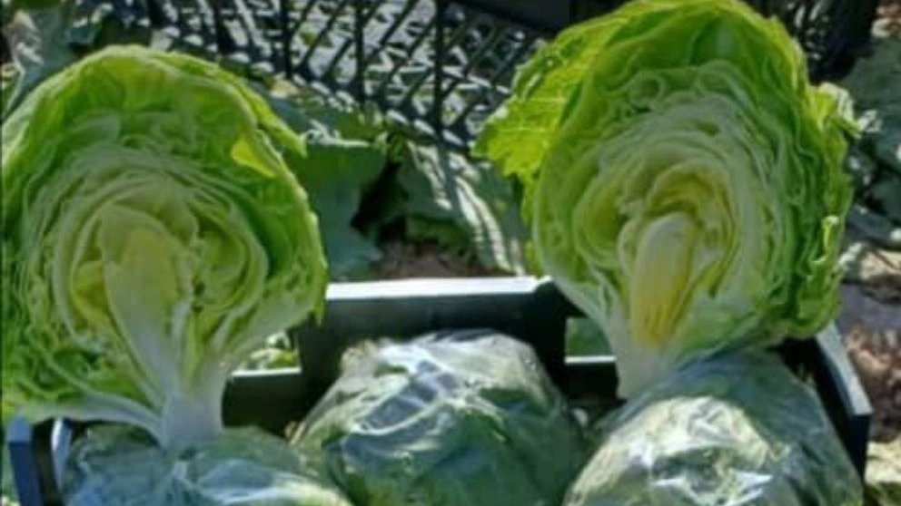 Tejarat Kayhan Trading, export and import of agricultural products in Chobar Talash