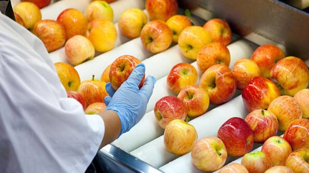 Movahdi Trading, sorting and bulk loading of fruit in Bojnord