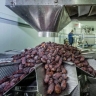 Ameri packing workshop, dates and rice packing in Shadgan, Khuzestan
