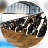 Azarbaijan Animal Feed, producer of animal and poultry feed in Tabriz