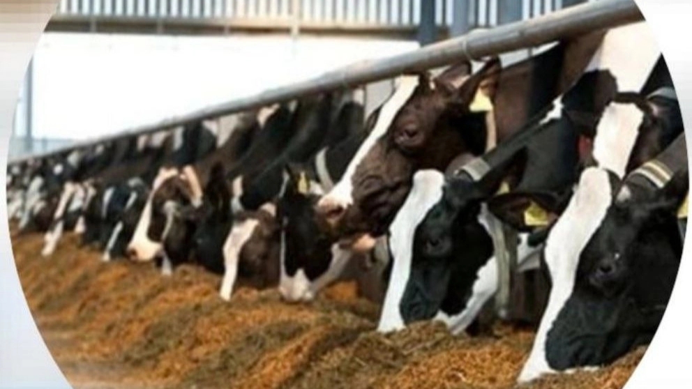 Azarbaijan Animal Feed, producer of animal and poultry feed in Tabriz