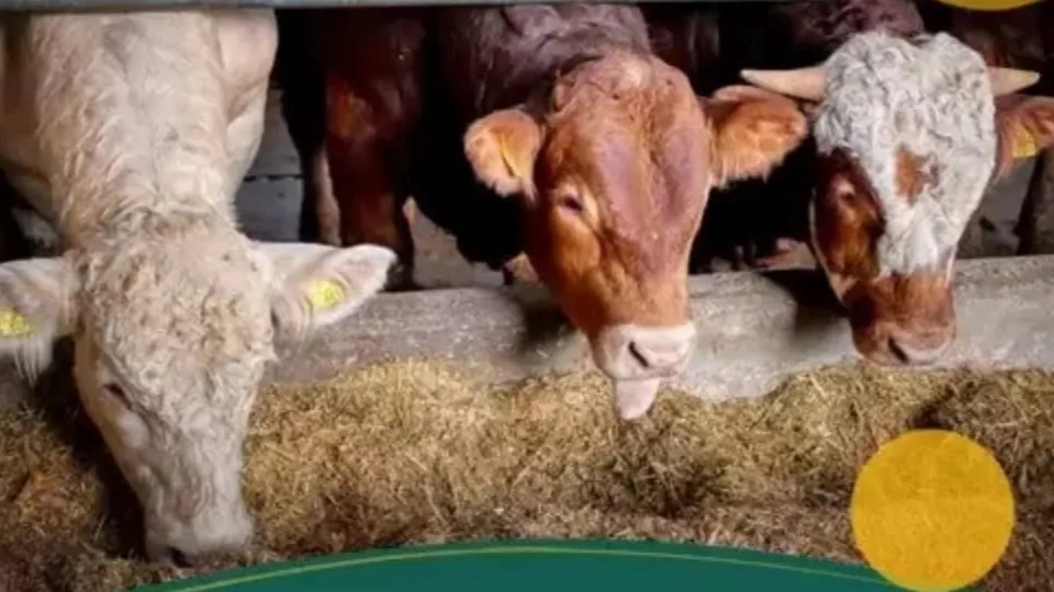 Sources of animal feed and introduction of its different components