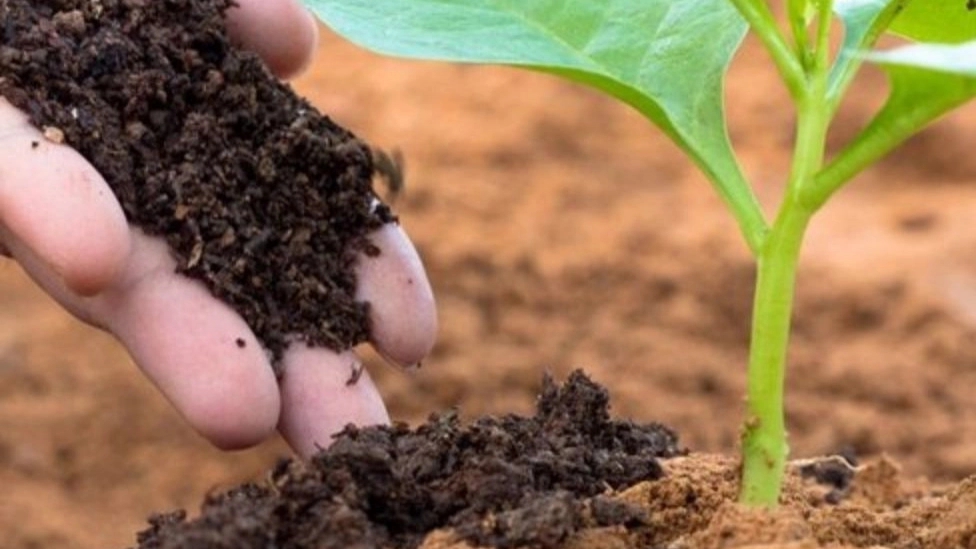What is animal manure?