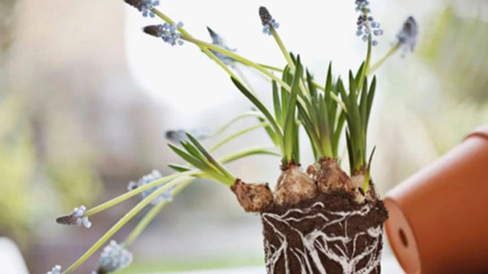The best mix of soil for indoor flowers