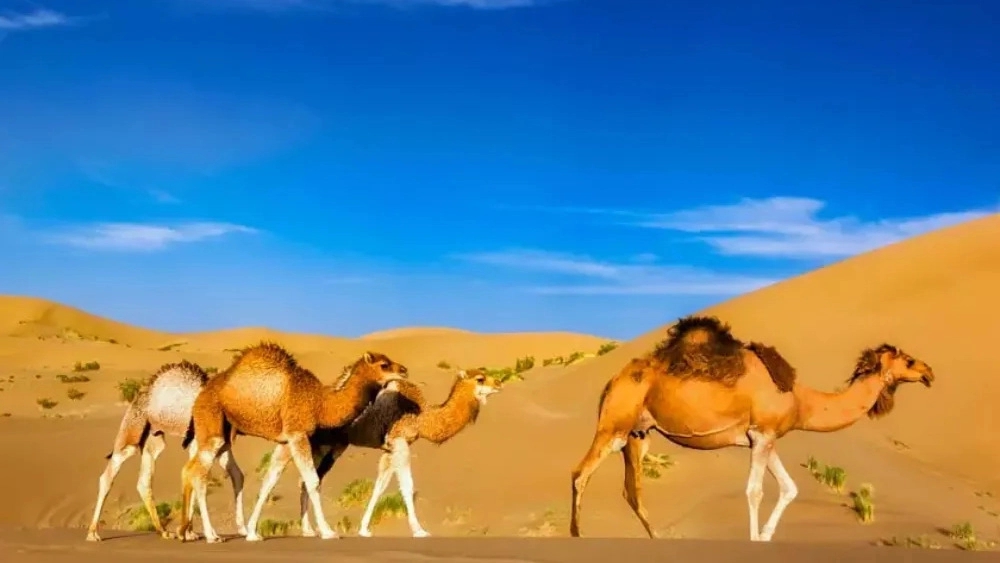 Varzane Desert, the residence of Shabaz's traditional mansion