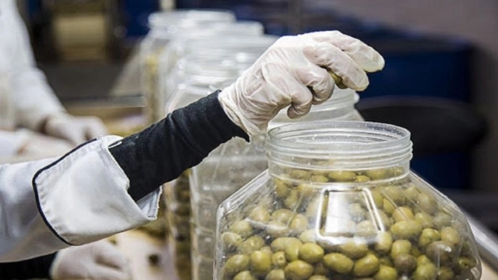 Abron Rasht olive processing