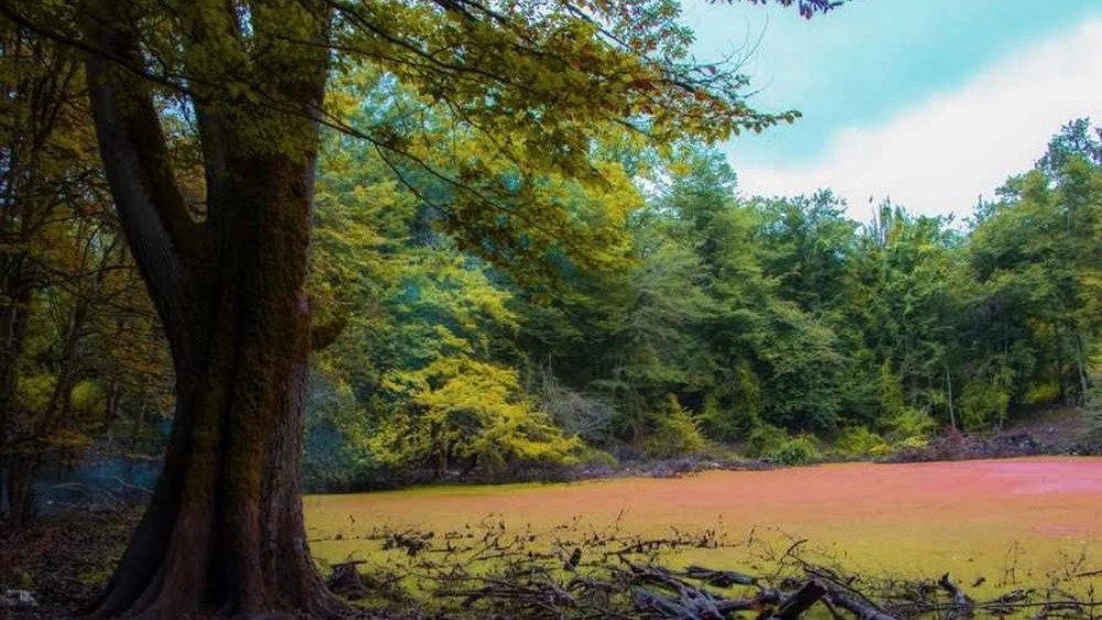 Hessel Marsh Forest Lodge in Chalus