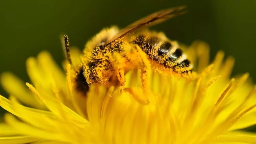 Treatment of bee nosema