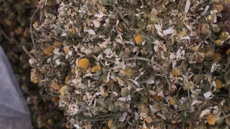 Selling Shirazi chamomile at a reasonable price