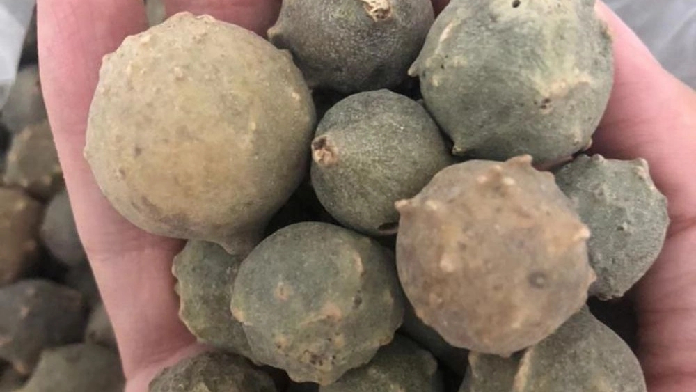 The unique properties of Havachuba plant