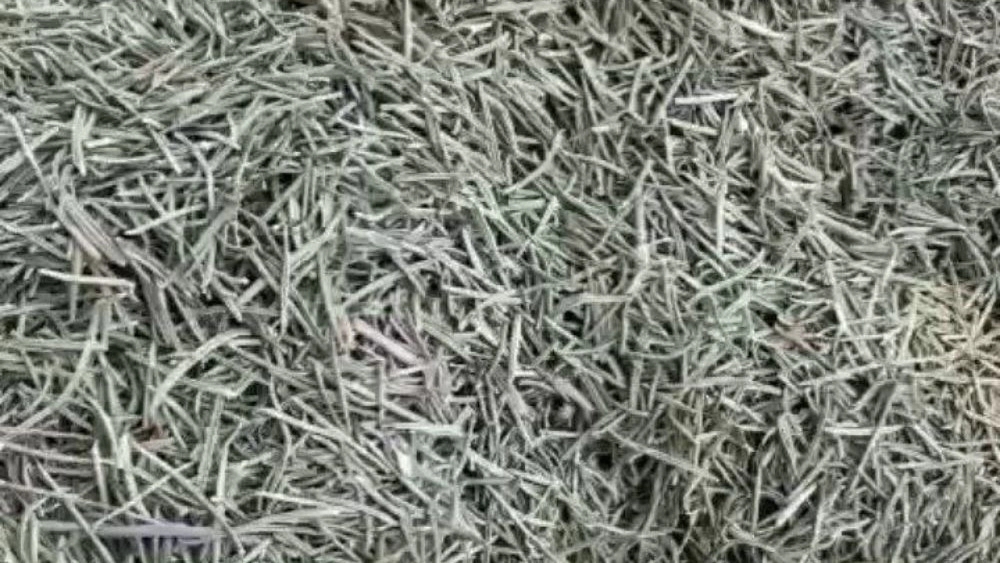 Rosemary special sale at a reasonable price