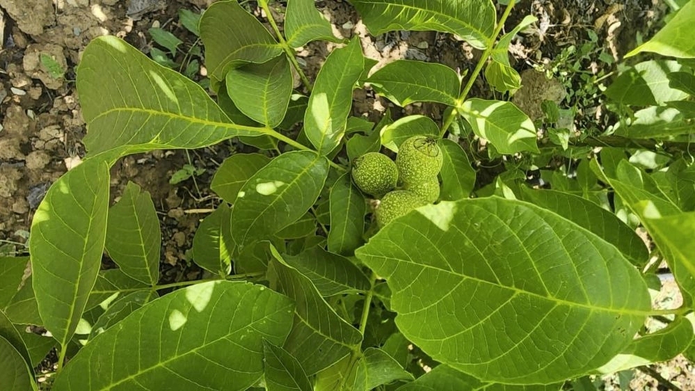 Buying fruit seedlings in Damavand and Miandoab