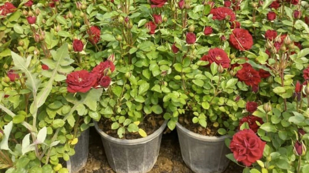 Damavand and Miandoab ornamental flower seedlings