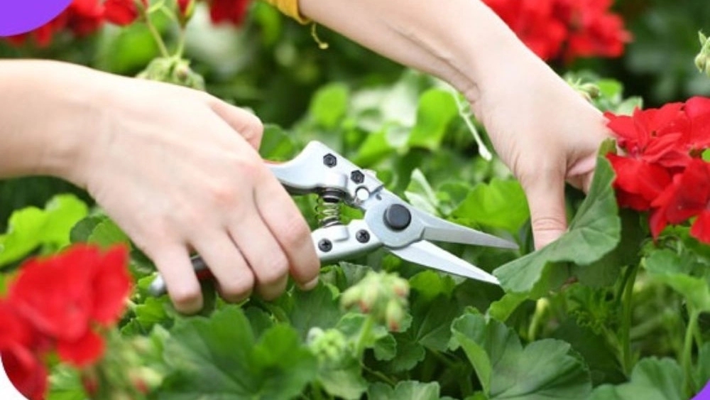 The importance of gardening tools in garden maintenance and development