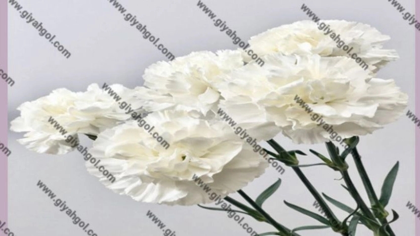 فروش عمده و صادرات گل میخک مینیاتوری