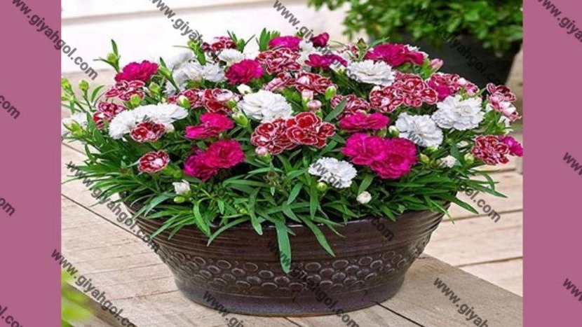 فروش عمده و صادرات گل میخک مینیاتوری