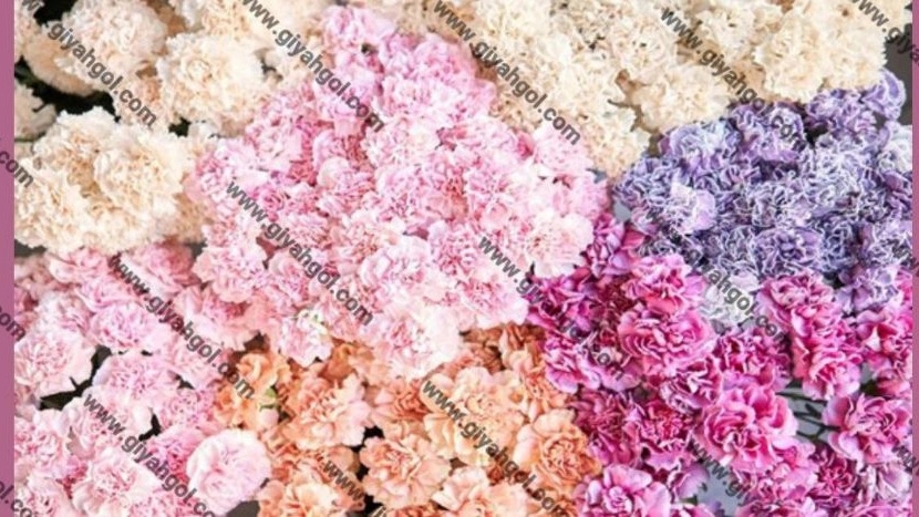 Wholesale sale and export of miniature carnations