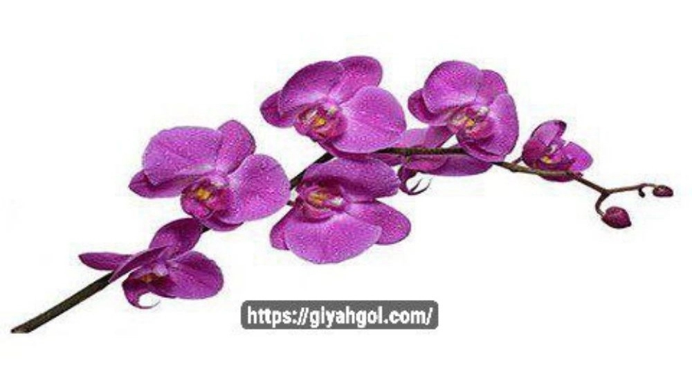 گل ارکیده طبیعی قیمت عمده