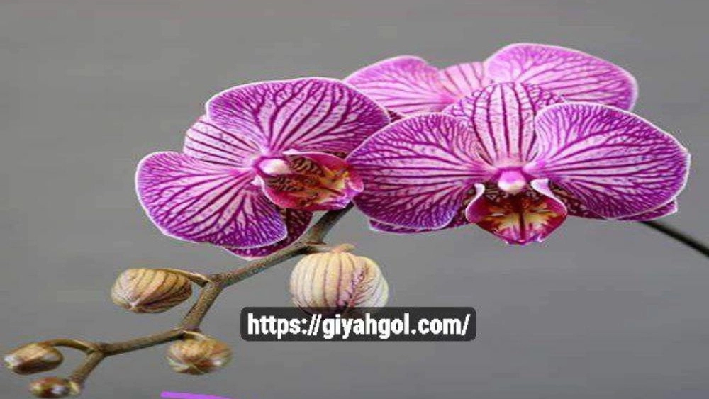 Natural orchid wholesale price