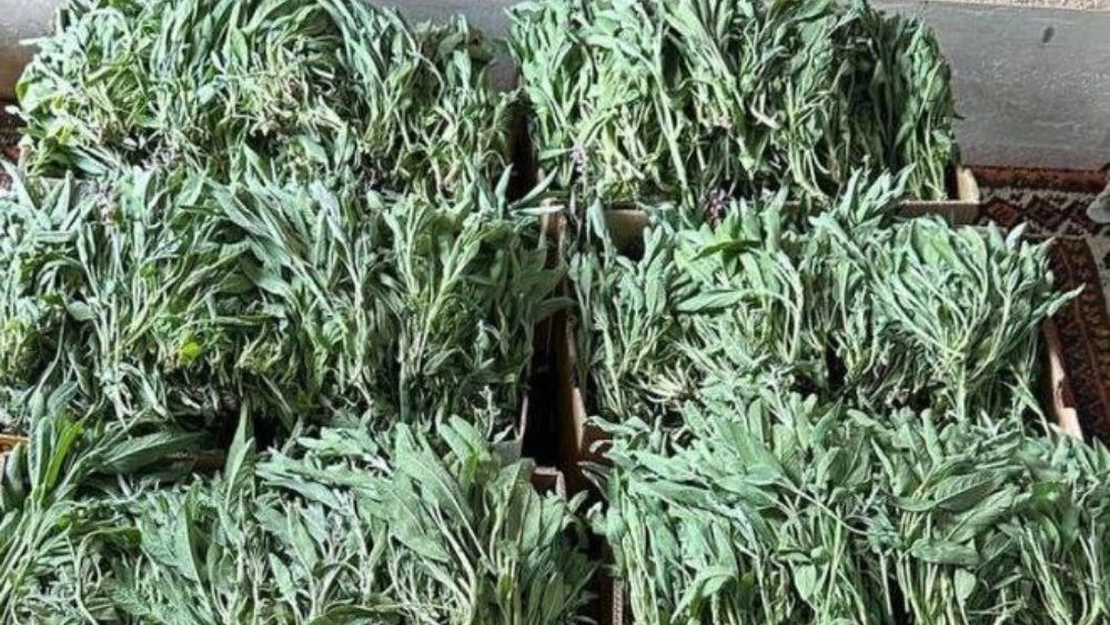 Fresh sage at a reasonable price