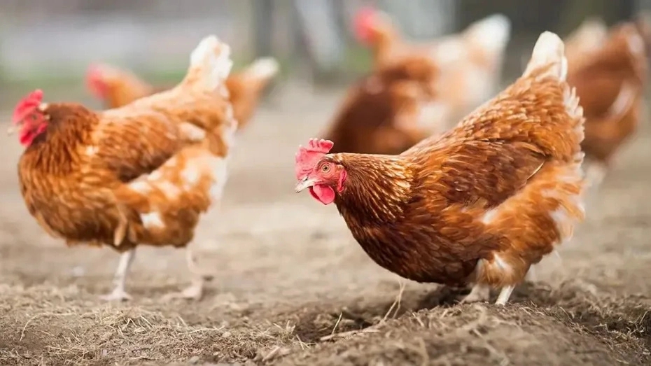 The price of Super Chicken