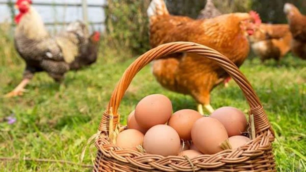 The best brand of green chicken