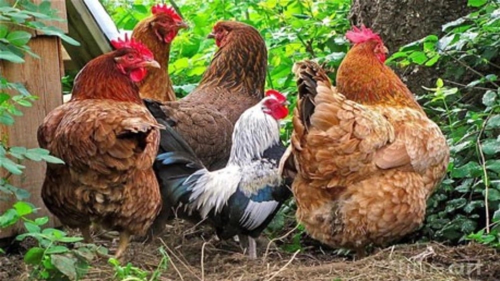 What does real organic chicken mean?