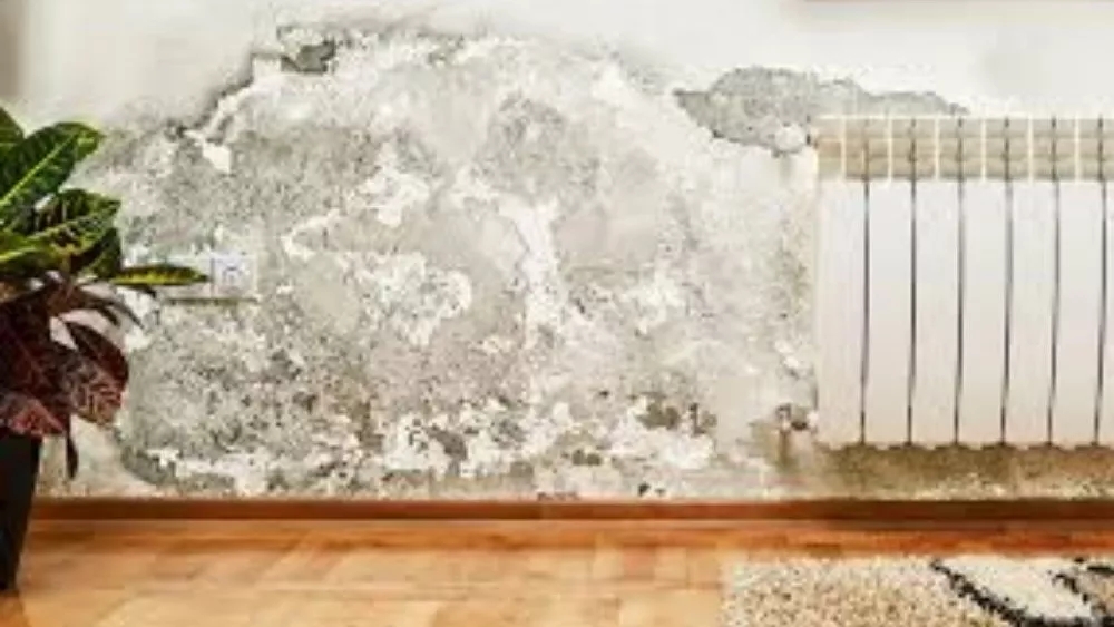 Eliminate the humidity of the house
