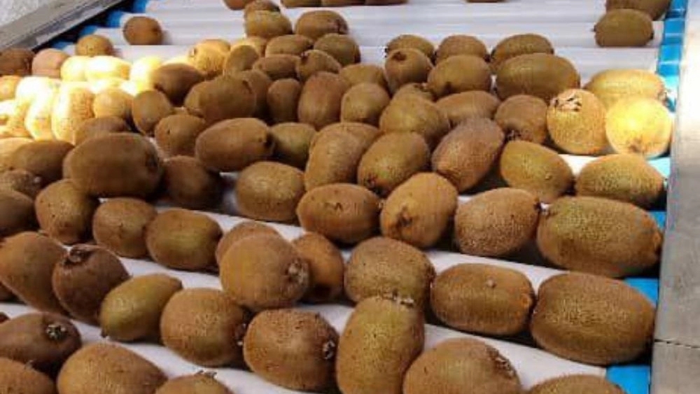 Kiwi Sorting in Tejarat Kehan ​​Trading