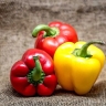 Khademi Trading, export of sweet pepper in Tehran